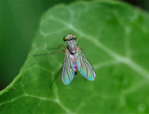 Sciapus sp.